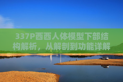 337P西西人体模型下部结构解析，从解剖到功能详解，337P西西人体模型下部结构解剖与功能解析