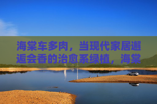 海棠车多肉，当现代家居邂逅会香的治愈系绿植，海棠车多肉，现代家居的会香治愈系邂逅