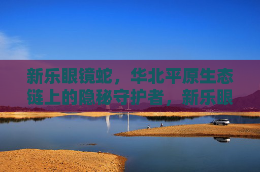 新乐眼镜蛇，华北平原生态链上的隐秘守护者，新乐眼镜蛇，华北平原生态链的隐秘守护者