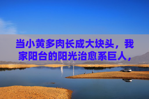 当小黄多肉长成大块头，我家阳台的阳光治愈系巨人，我家阳台的阳光治愈系多肉巨人