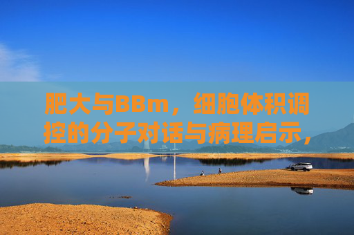 肥大与BBm，细胞体积调控的分子对话与病理启示，肥大和BBm在细胞体积调控中的分子对话与病理启示