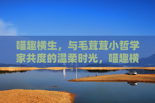 喵趣横生，与毛茸茸小哲学家共度的温柔时光，喵趣横生，毛茸茸小哲学家的温柔时光