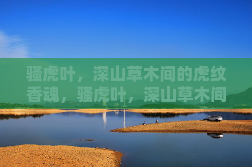 骚虎叶，深山草木间的虎纹香魂，骚虎叶，深山草木间的虎纹香魂