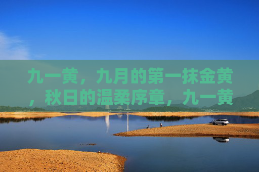 九一黄，九月的第一抹金黄，秋日的温柔序章，九一黄，秋日的温柔序章