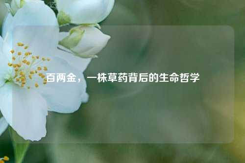 百两金，一株草药背后的生命哲学