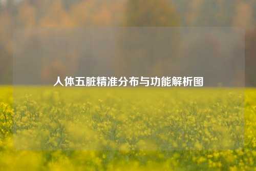 人体五脏精准分布与功能解析图