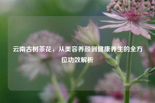 云南古树茶花，从美容养颜到健康养生的全方位功效解析