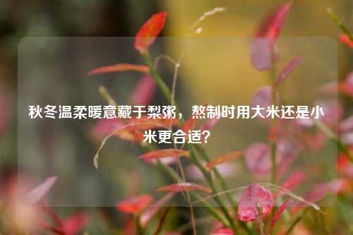 秋冬温柔暖意藏于梨粥，熬制时用大米还是小米更合适？