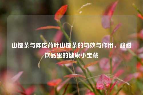 山楂茶与陈皮荷叶山楂茶的功效与作用，酸甜饮品里的健康小宝藏