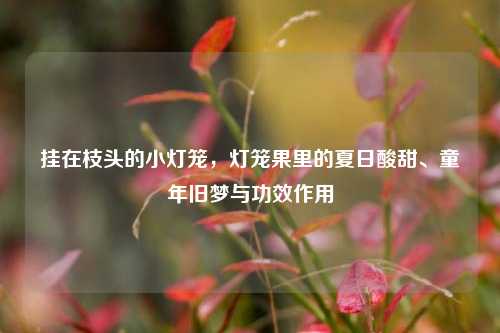 挂在枝头的小灯笼，灯笼果里的夏日酸甜、童年旧梦与功效作用